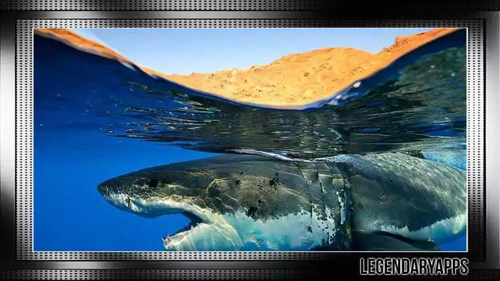 Play Megalodon Wallpaper