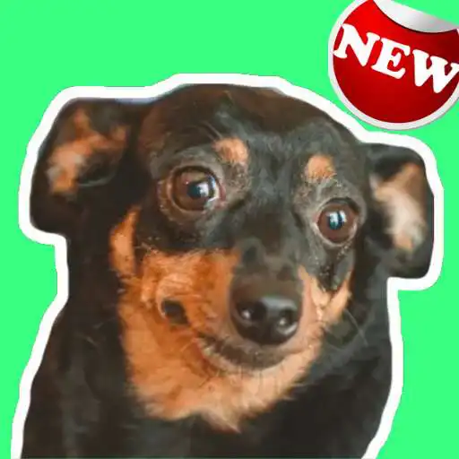 Play Mejor Stickers y memes perros WAStickerAPP 2021 APK