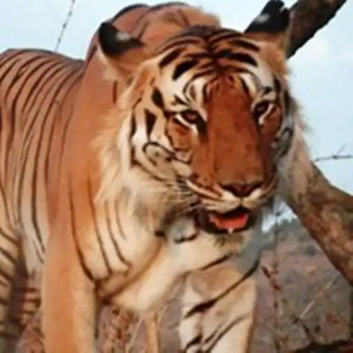 Play Melghat Tiger Project APK Play Melghat Tiger Project APK