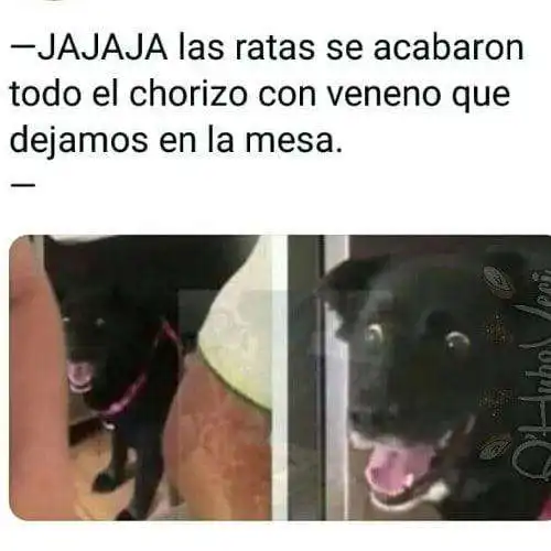 Play Memes Diarios  and enjoy Memes Diarios with UptoPlay