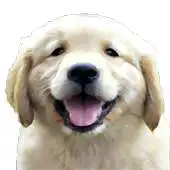 Free play online Memo Puppies APK Free play online Memo Puppies APK