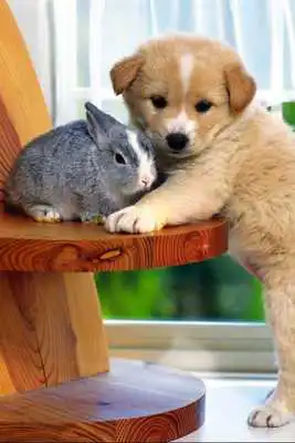 Play Memo Puppies