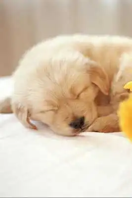 Play Memo Puppies