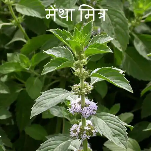 Play Mentha Mitra APK