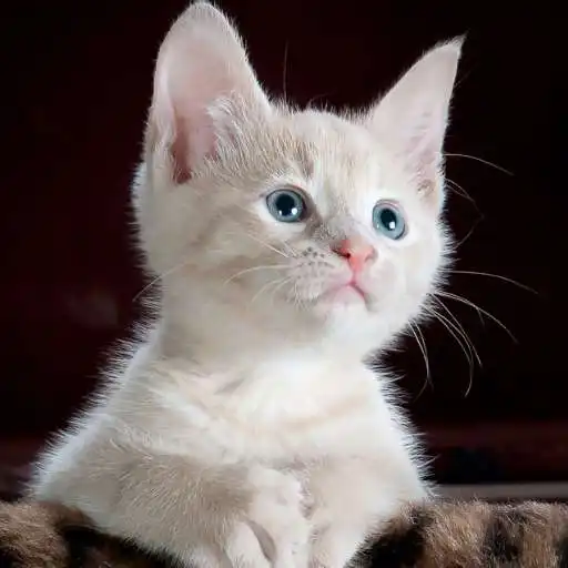 Play Meow Cat Wallpapers HD images APK Play Meow Cat Wallpapers HD images APK