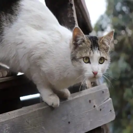 Play meow APK Play meow APK