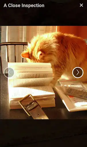 Play Meow Reader as an online game Meow Reader with UptoPlay