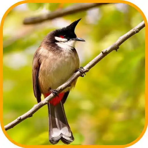 Play Merbah Jambul APK