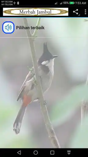 Play Merbah Jambul  and enjoy Merbah Jambul with UptoPlay