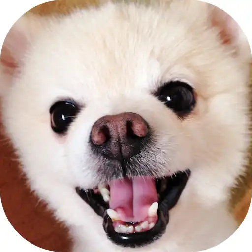 Play Merge Dog APK Play Merge Dog APK