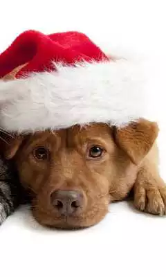 Play Merry Christmas Live HD theme