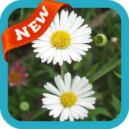 Play Mexican Diasy Wallpaper APK Play Mexican Diasy Wallpaper APK