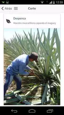 Play Mezcalaria
