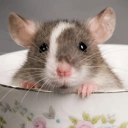 Play Mice And Mouse Vermin Sounds APK Play Mice And Mouse Vermin Sounds APK