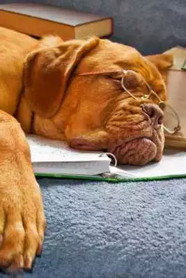 Play Michael Rosandich