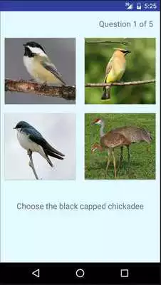 Play Michigan Bird Quiz