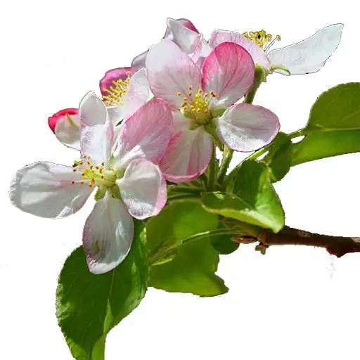 Play Michigan Wildflowers APK Play Michigan Wildflowers APK