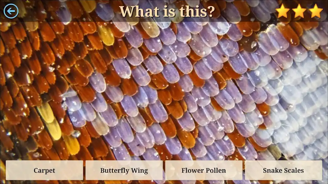 Play Microcosm Secrets Quiz as an online game Microcosm Secrets Quiz with UptoPlay