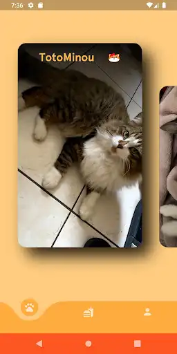 Play Mifa des chats  and enjoy Mifa des chats with UptoPlay