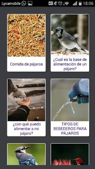 Play Mi Mascota  and enjoy Mi Mascota with UptoPlay