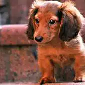 Free play online Miniature Dachshund Dogs Theme APK