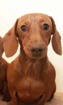 Play Miniature Dachshund Dogs Theme