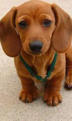 Play Miniature Dachshund Dogs Theme