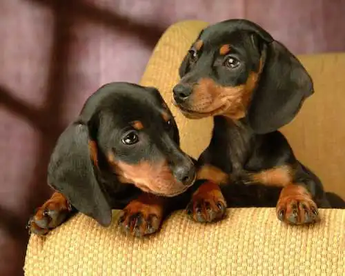 Play Miniature Dachshund Dogs Theme