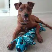 Free play online Miniature Pinscher Dogs Themes APK