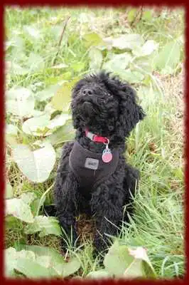 Play Miniature Poodles wallpapers