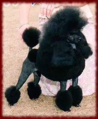 Play Miniature Poodles wallpapers