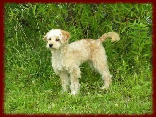 Play Miniature Poodles wallpapers