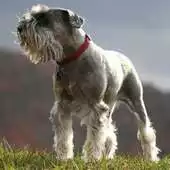 Free play online Miniature schnauzer Wallpapers APK Free play online Miniature schnauzer Wallpapers APK