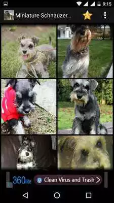 Play Miniature schnauzer Wallpapers