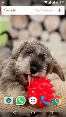 Play Miniature schnauzer Wallpapers