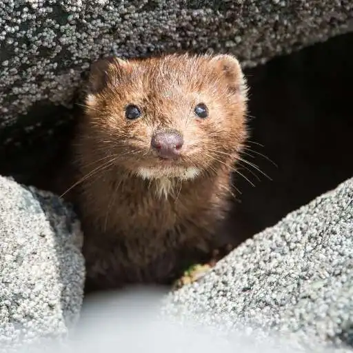 Play Mink Wallpaper APK