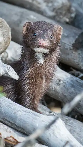 Play Mink Wallpaper and enjoy Mink Wallpaper with UptoPlay Play Mink Wallpaper and enjoy Mink Wallpaper with UptoPlay