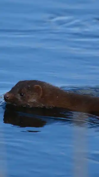 Play Mink Wallpaper as an online game online Mink Wallpaper with UptoPlay Play Mink Wallpaper as an online game Mink Wallpaper with UptoPlay