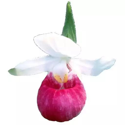 Play Minnesota Wildflower Search APK