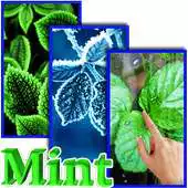 Free play online Mint Live Wallpaper APK