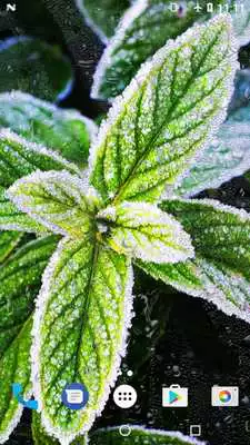 Play Mint Live Wallpaper