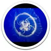 Free play online MIUI Jelly Fish live wallpaper APK Free play online MIUI Jelly Fish live wallpaper APK