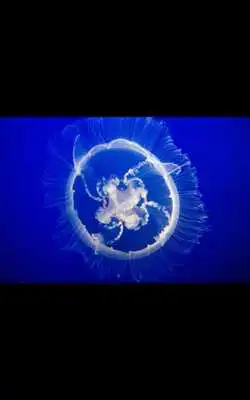 Play MIUI Jelly Fish live wallpaper