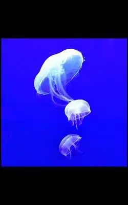 Play MIUI Jelly Fish live wallpaper