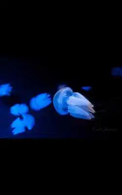 Play MIUI Jelly Fish live wallpaper