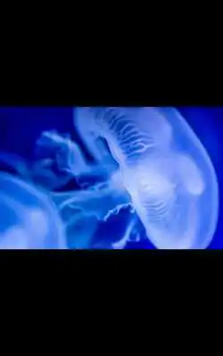 Play MIUI Jelly Fish live wallpaper