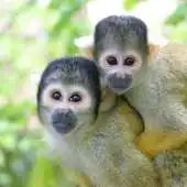 Free play online Mix of animals Wallpapers APK