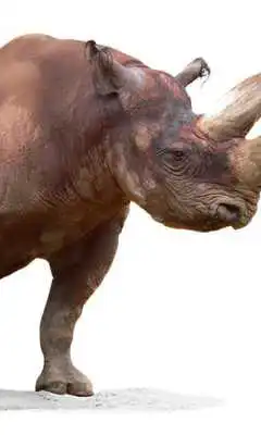 Play Mix of animals Wallpapers Play Mix of animals Wallpapers