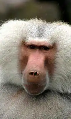 Play Mix of animals Wallpapers Play Mix of animals Wallpapers
