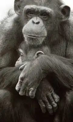 Play Mix of animals Wallpapers Play Mix of animals Wallpapers